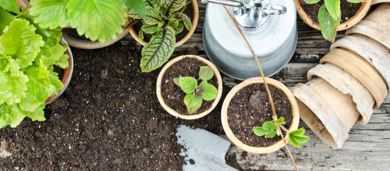 Για ποιο λόγο πρέπει να βάζουμε λίγο καφέ στις γλάστρες;